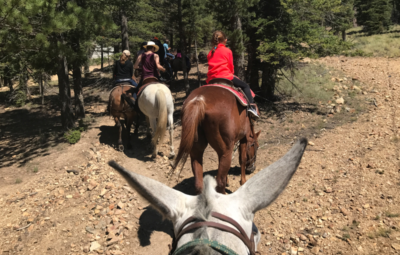 Horse Riding in Red River New Mexico