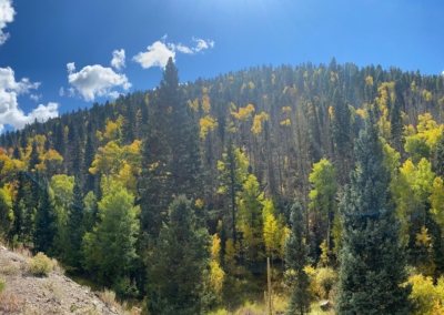 Fall Aspen Tree Colors