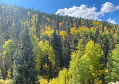 Fall mountain tree colors in Red River