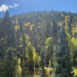 Fall Mountain Aspen Tree Colors Changing